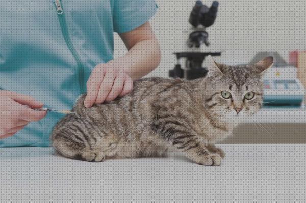 Las mejores vacunas gatos vacunas para gatos