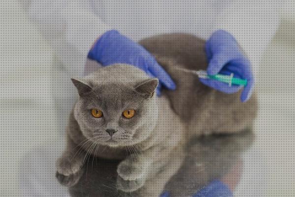 Review de vacunas para gatos