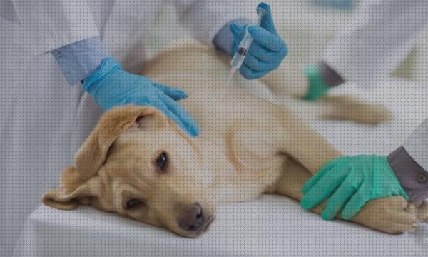 Review de los 24 mejores productos para vacunas para mascotas para comprar