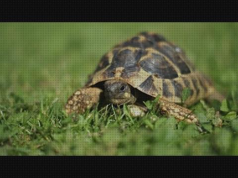 Las mejores marcas de tener vídeos de tortugas las mejores para tener