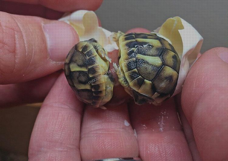Las mejores tener vídeos de tortugas las mejores para tener