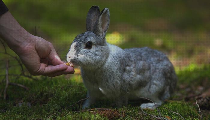 Review de vitaminas para conejos