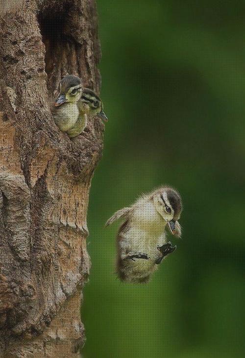 Las mejores volar