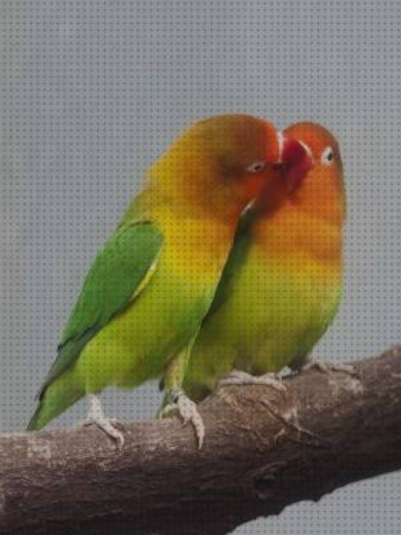 9 Mejores Cuidados Para Pajaros Del Amor Noviembre