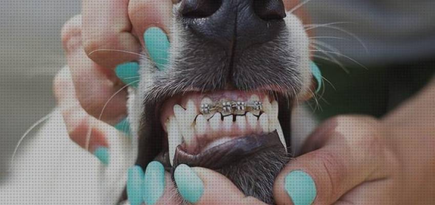 10 Mejores Aparato De Dientes Para Perros