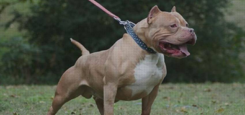 juguetes para cachorros pitbull